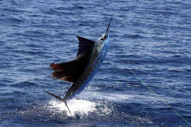 Pescando pez espada