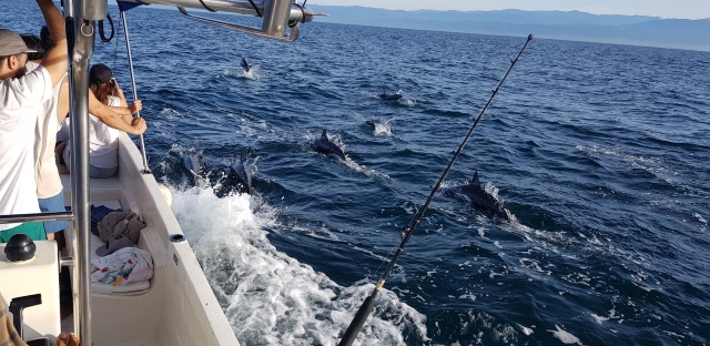 Disfruta de los delfines mientras paseas en barco