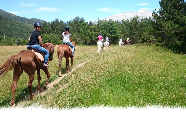 caballos entrenados