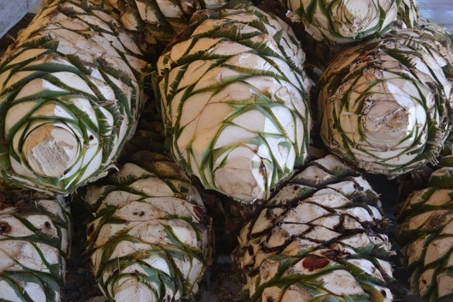 Visita guiada tequila