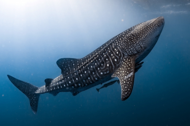 Tiburón ballena 