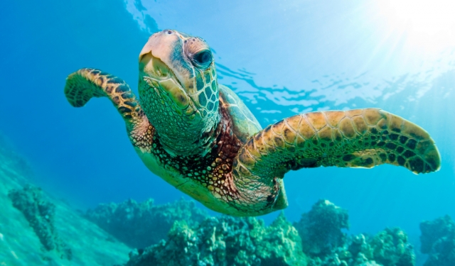tortugas marinas