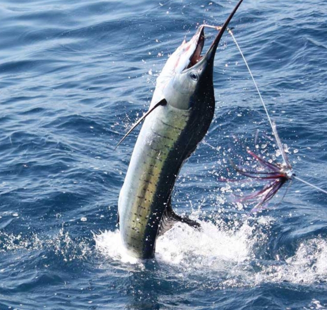 las mejoternera pescas