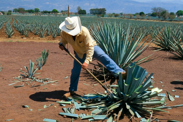 Elaboración del tequila