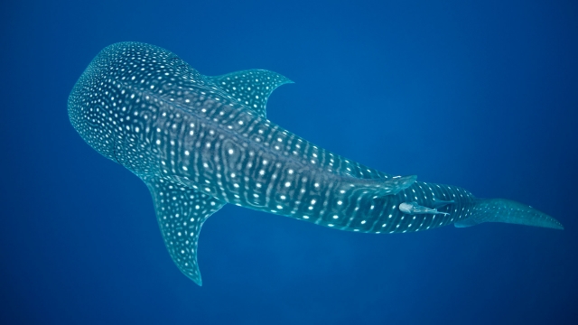 Tiburon Ballena 