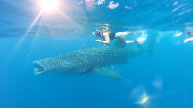 Nadando a lado del tiburon ballena