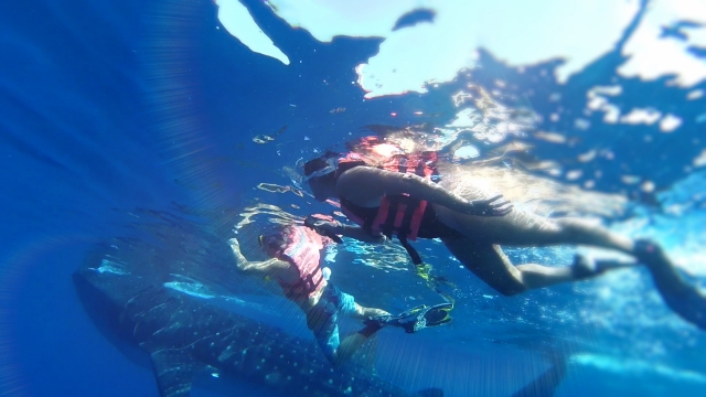 Snorkel con ballena