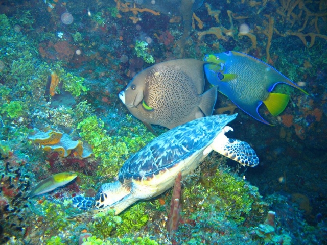 Vida marina