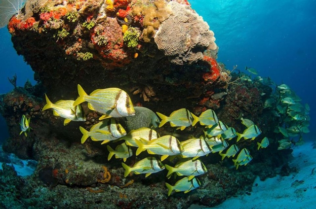 Diversidad de especies