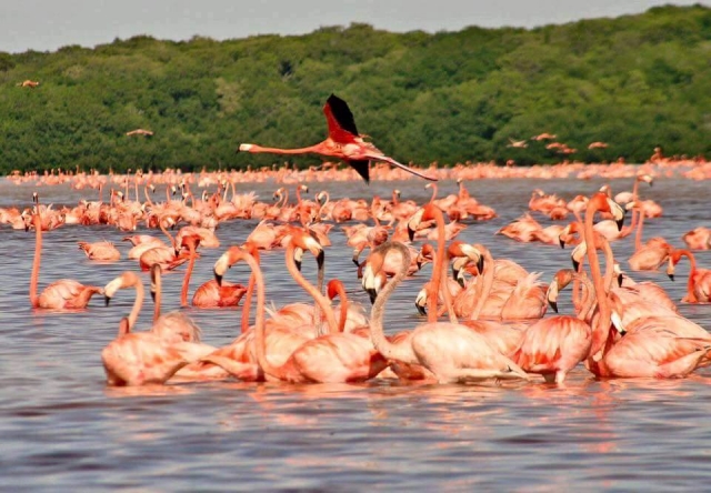 Recorrido hacia los flamaencos