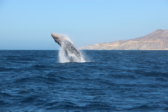 Ballena gris