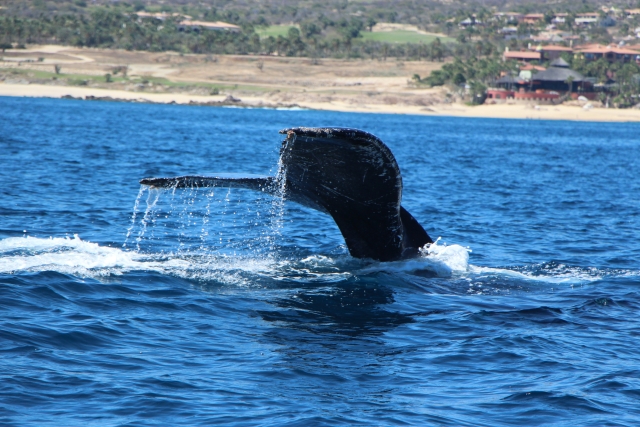 Avistamiento de ballenas
