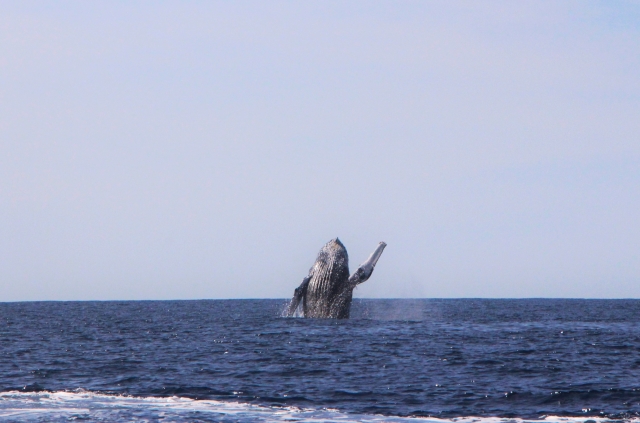 Ballena gris