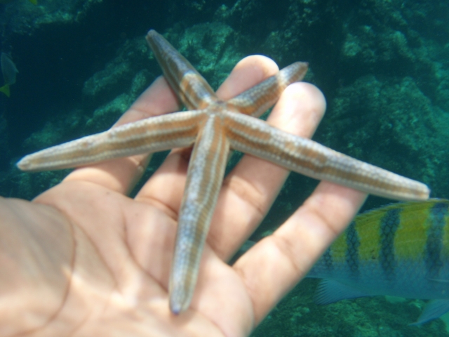 Estrella de mar