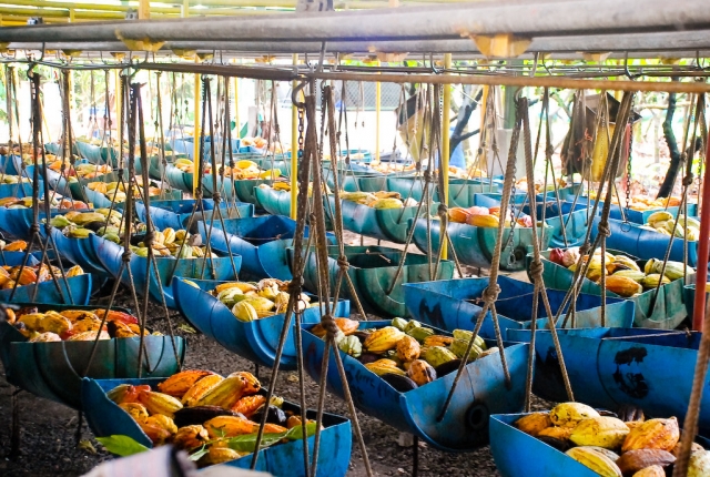 Procesos del cacao
