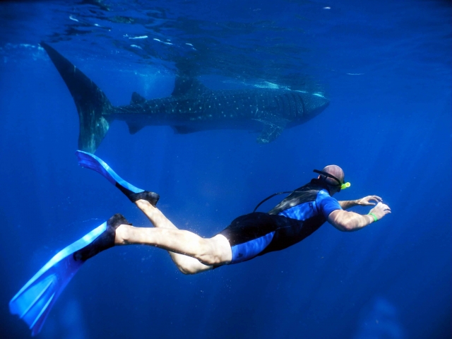 Nada junto a impresionantes especies marinas