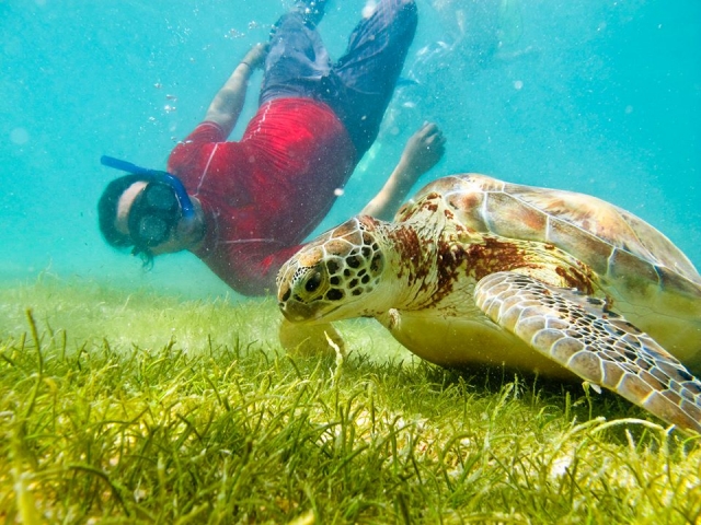 Nadar con tortugas 