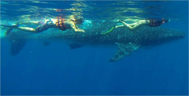 Snorkeling en Cancún
