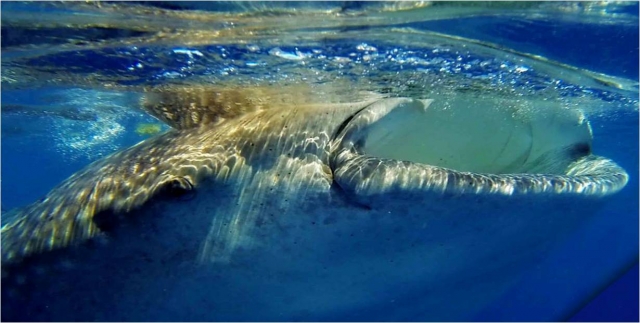Nado con tiburon ballena