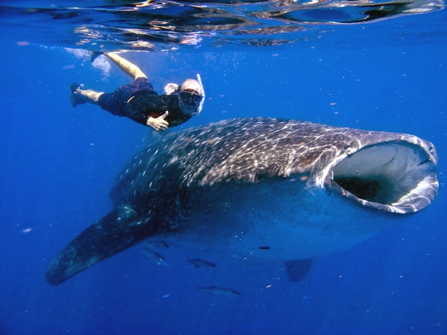 Junto a un gigante del mar