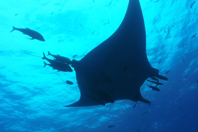 Junto a una manta