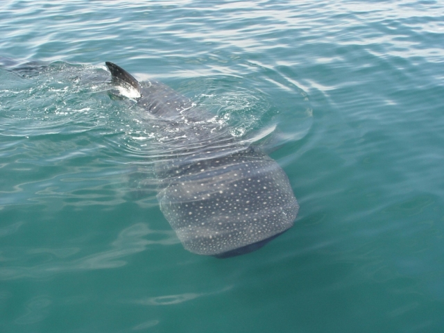 Ballena a nuestro lado