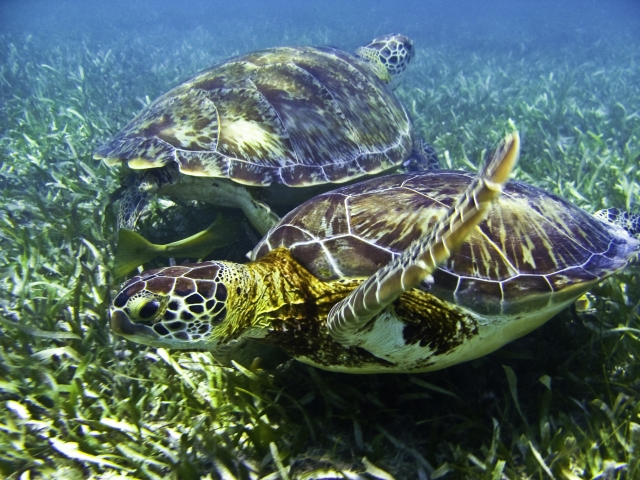 Nadar con tortugas en tulum