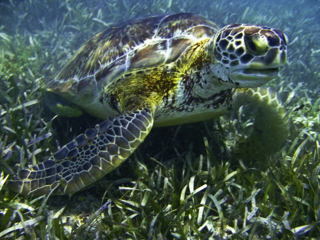 Snorkel con turtugas