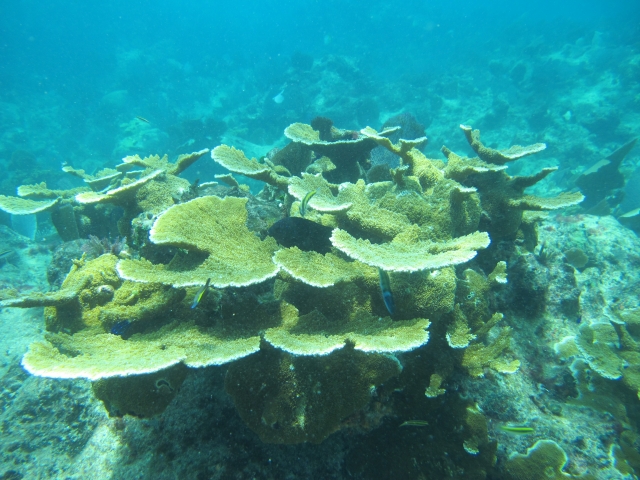 Snorkel en tulum 