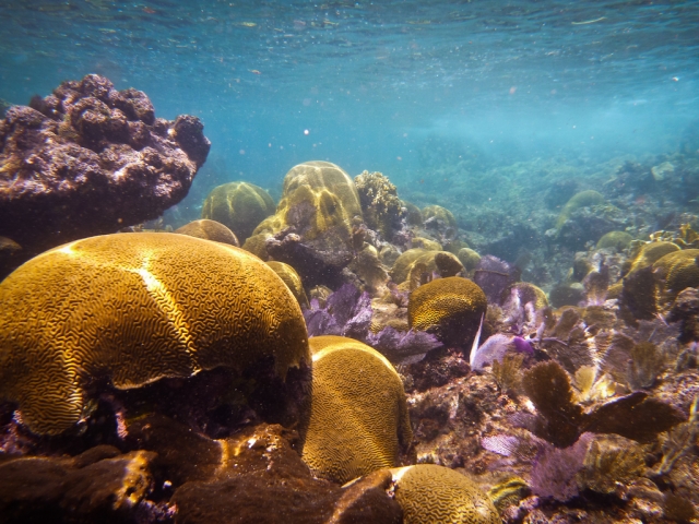 Nadar arrecife isla contoy