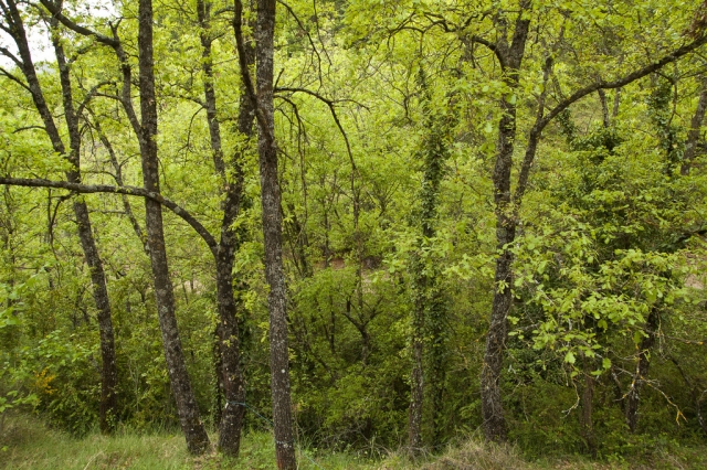 Bosque Tapalpa