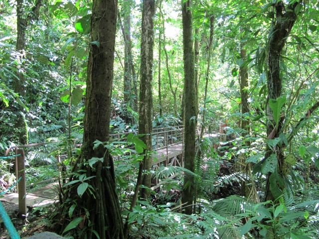 Disfruta del bosque Tapalpa