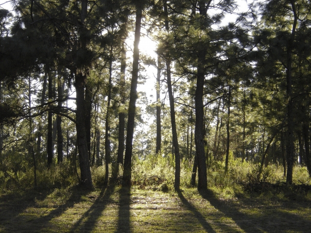 Actividadererererereres en bosqe de Tapalpa