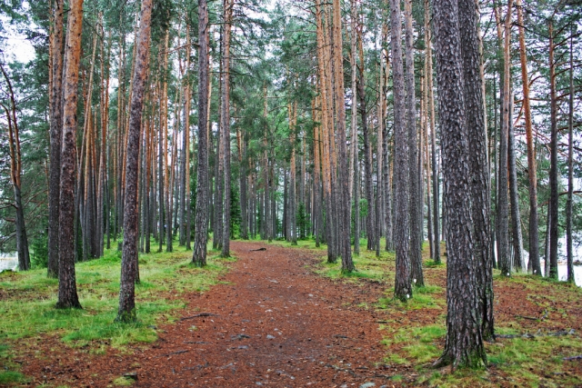 En el bosque de Tapalpa