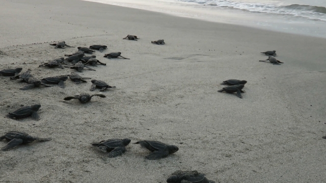 Trayecto tortugas bebé al mar