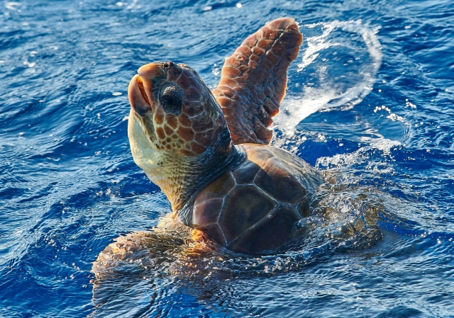 Vista de tortuga boba