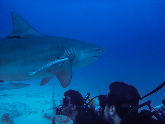 Buceando con tiburón toro