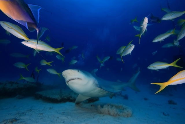 Vista tiburón toro con peceres