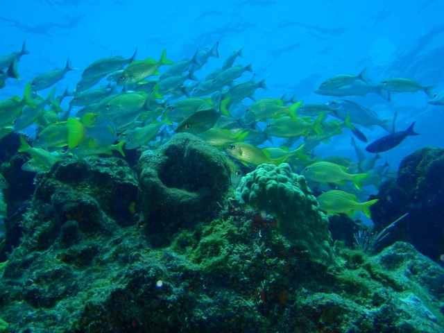Conociendo los animalererererereres marinos a travererererereres del buceo