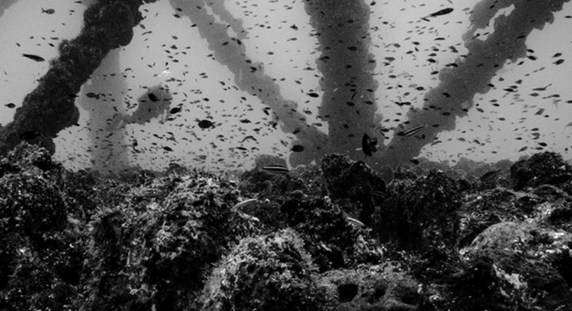 Descubriendo la naturaleza marina