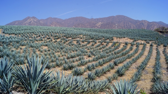 Cultivos de agave