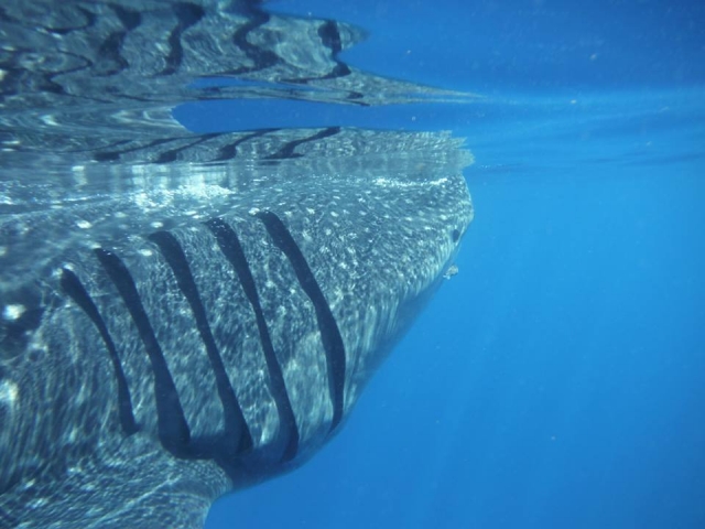 Tiburón ballena en Cancún