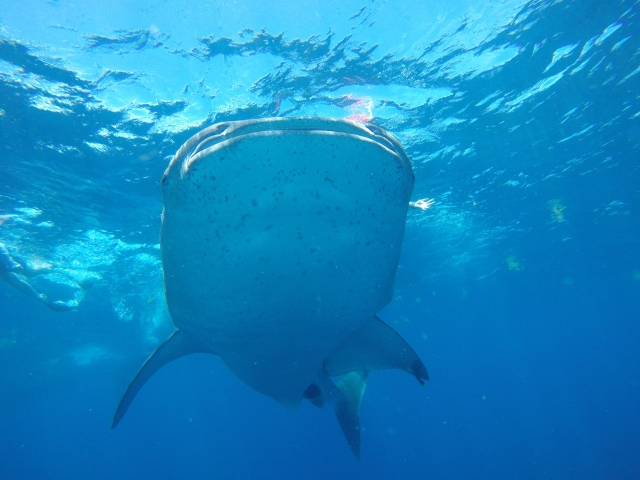 Tiburón ballena desde Playa del Carmen