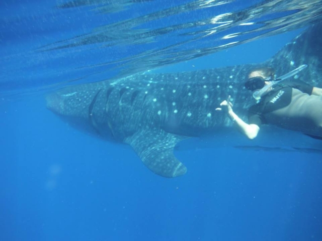 Saludando al tiburón ballena