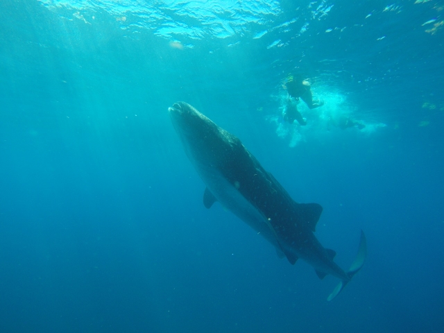 observas los tiburonererererereres ballena