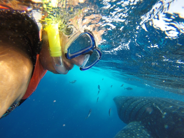 nada con el tiburón ballena