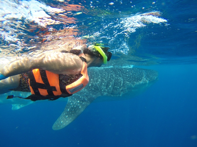snorkelea con el tiburón ballena