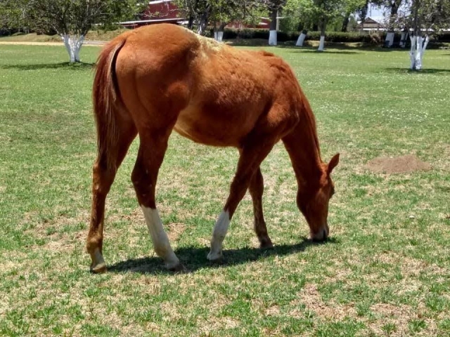 Caballos de gran calidad
