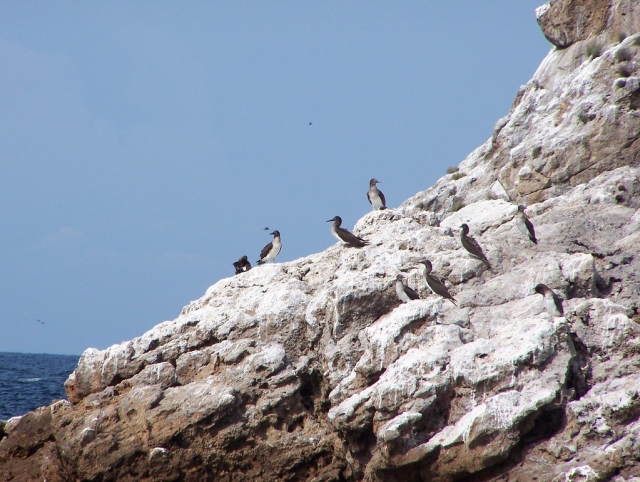 Avererererereres en Islas Marietas