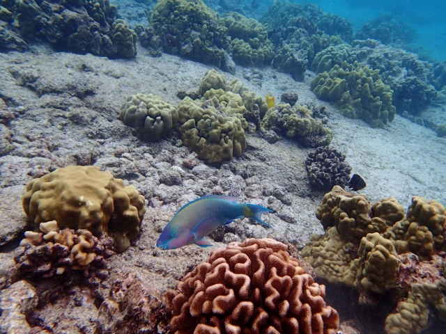 Arrecife visto con snorkel